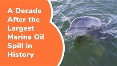 oil spill gene expression changes in dolphins