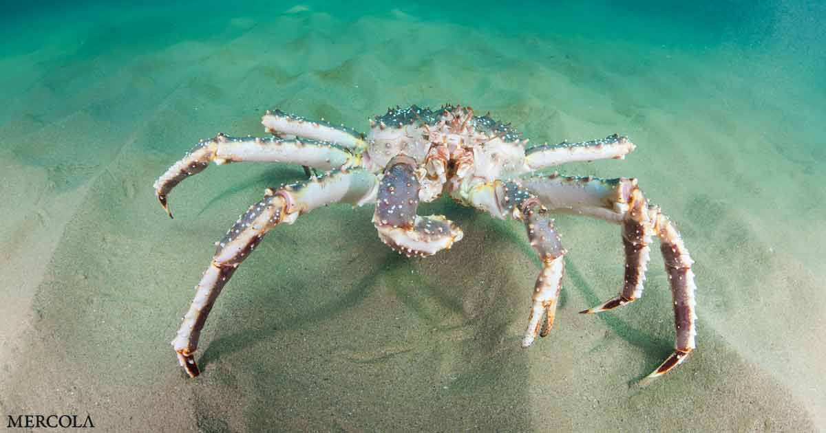 No Alaskan King or Snow Crabs Will Be Harvested This Year