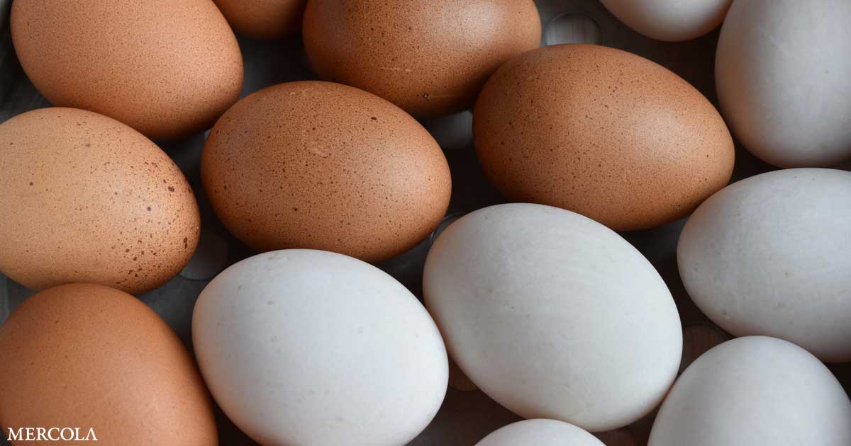 Duck Eggs Versus Chicken Eggs — How Do They Compare?