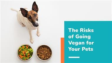 ultraprocessed vegan pet food