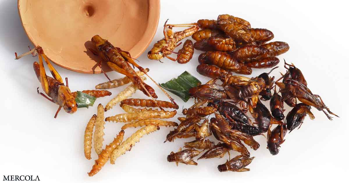 16 Species of Insects Approved for Human Consumption