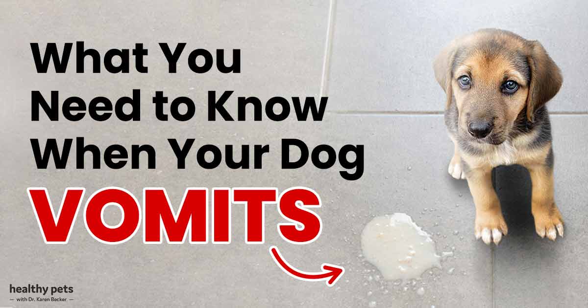Was Sie wissen müssen, wenn Ihr Hund erbricht