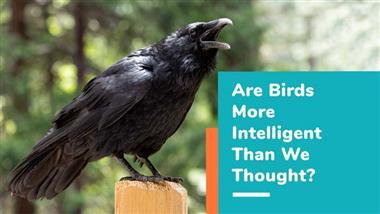 bird intelligence
