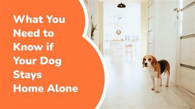 dog home alone