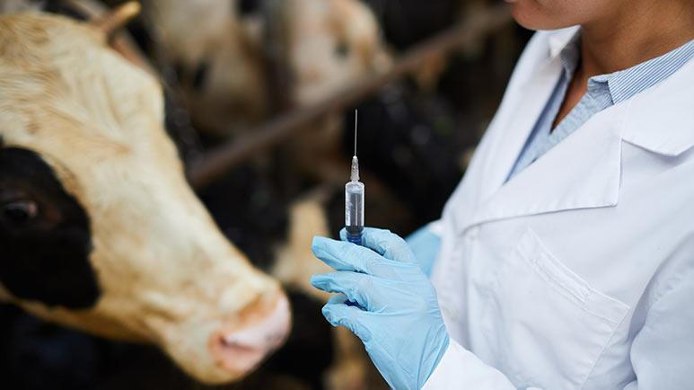 Rindfleischproduzenten in Panik über mRNA-Impfstoff-Nachrichten