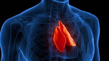 Could Your Thymus Be the Key to Fighting Cancer?