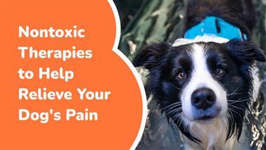 dog pain nontoxic therapies
