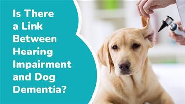 link between hearing decline and dog dementia