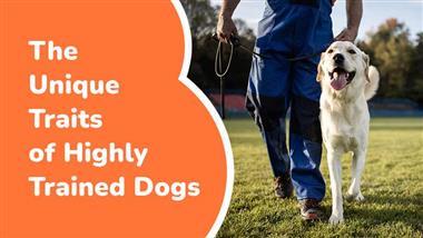 unique traits of highly trained dogs