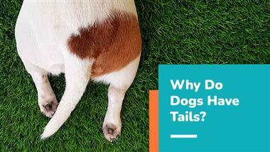why do dogs have tails
