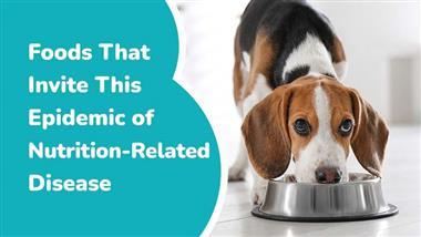 dog disease fighting foods