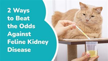 feline chronic kidney disease