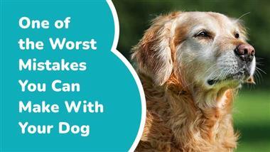 how to keep senior dogs healthy