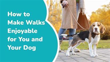 how to make dog walks enjoyable