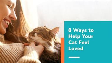 how to make your cat feel loved