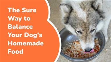 meal mix for dogs