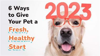 ways to boost pets health