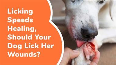 why do dogs lick wounds