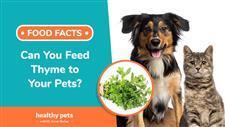 Can You Feed Thyme to Your Pets?