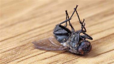 how to get rid of fruit flies