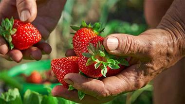 strawberries top dirty dozen produce list