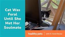 Cat Was Feral Until She Met Her Soulmate