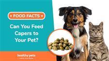can you feed capers to your pet