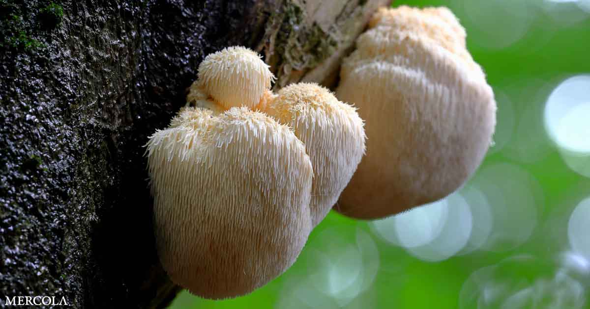 Can This Mushroom Help Build New Brain Cells?