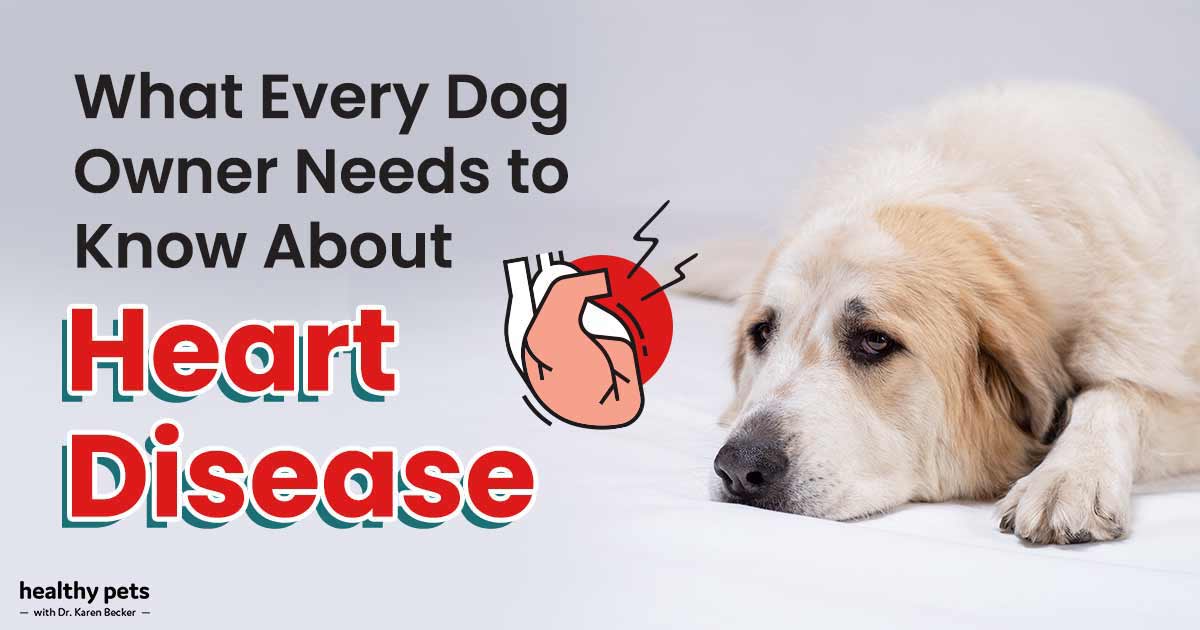 Was jeder Hundebesitzer über Herzerkrankungen wissen muss