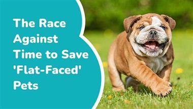 saving brachycephalic dogs
