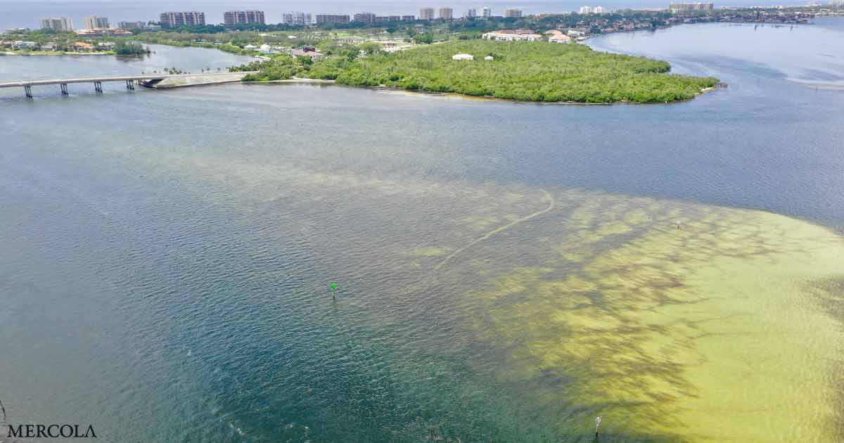 Toxic Algae and Red Tide — The Steep Cost of Factory Farms