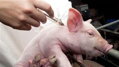 What Safety Studies Have Been Done on mRNA Swine Vaccines?
