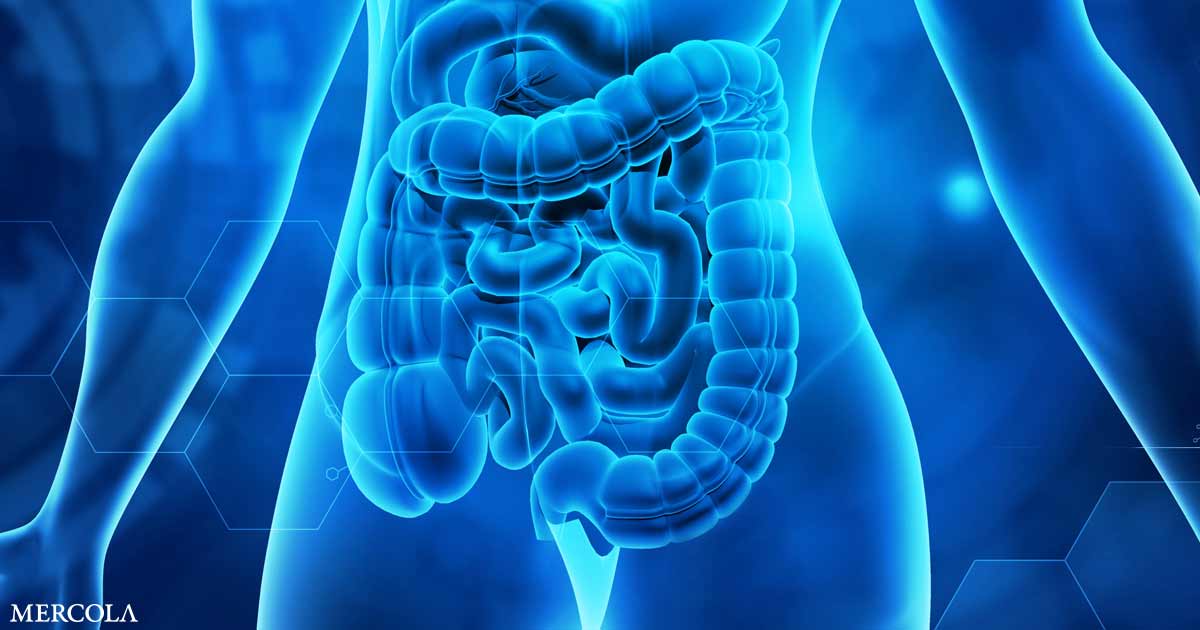 What Are the Keys to Optimal Digestion?