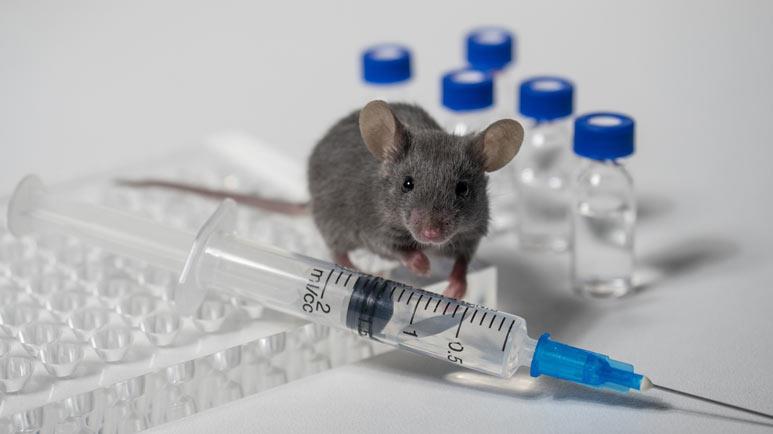 10 Mäuse für den Test der neuen Pfizer COVID-Impfung