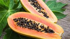 papaya gut health