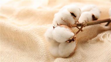 Why Opting for Organic Cotton Matters