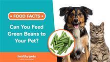 can you feed green beans to your pet