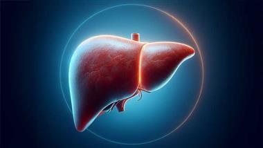 liver healing timeline after quitting alcohol