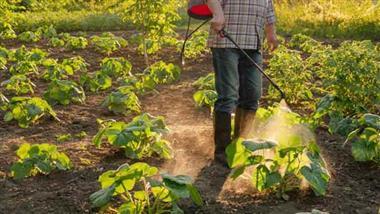 pesticides chemical pollutants gut bacteria