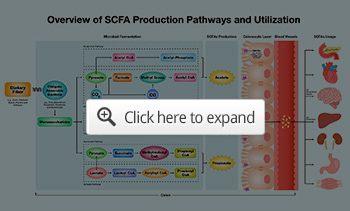 scfa production pathways utilization preview