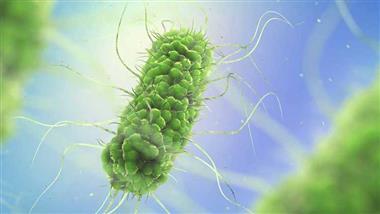 candida yeast salmonella gut health