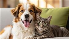 pet cleaning tips grooming fresh home