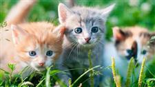 kitten kindergarten