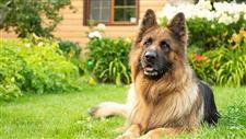 dog friendly yard