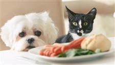 pets and gmos