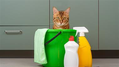 household hazards toxic to pets
