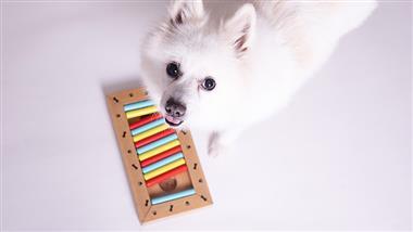 how to keep your dog active mentally stimulated