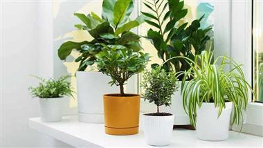 indoor plants healthier buildings