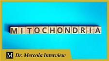 Exploring the Miraculous World of Mitochondria