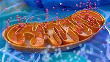 how mitochondria help fight infections